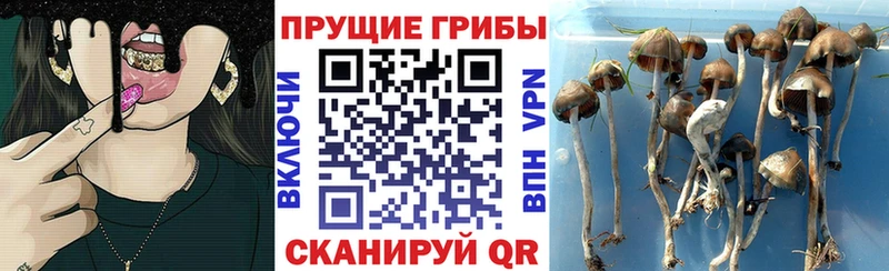 Галлюциногенные грибы мицелий  Чкаловск 